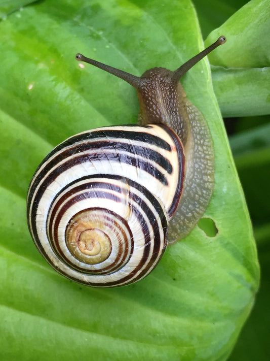 The Transformative Potential of Snail Mucin in Skincare
